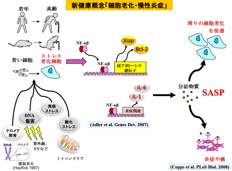 新健康概念「細胞老化・慢性炎症」