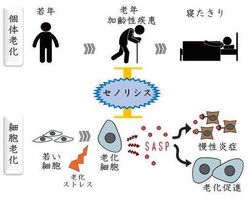 老化を標的とした新規治療　セノリシス（老化細胞除去）